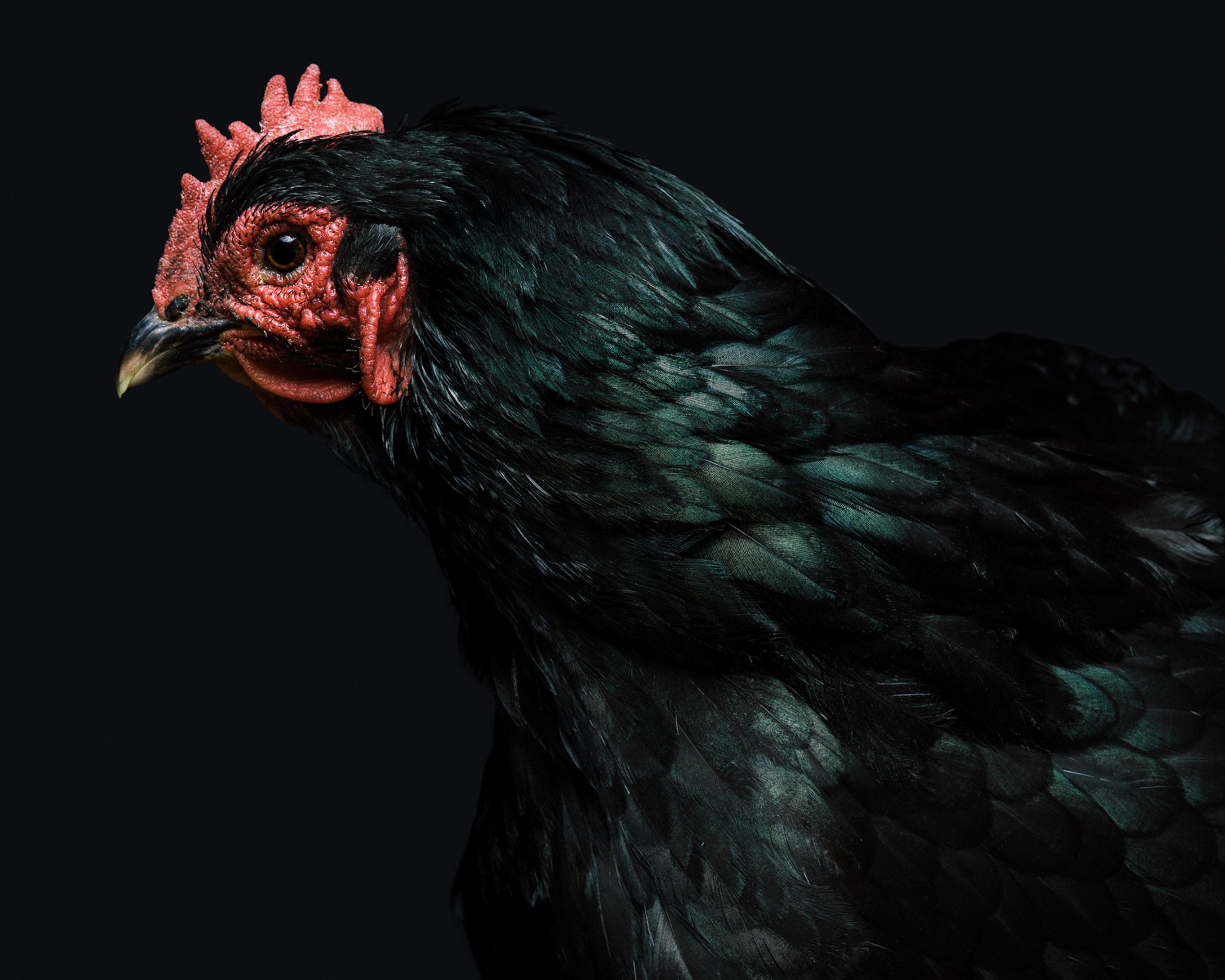 Chickens-09