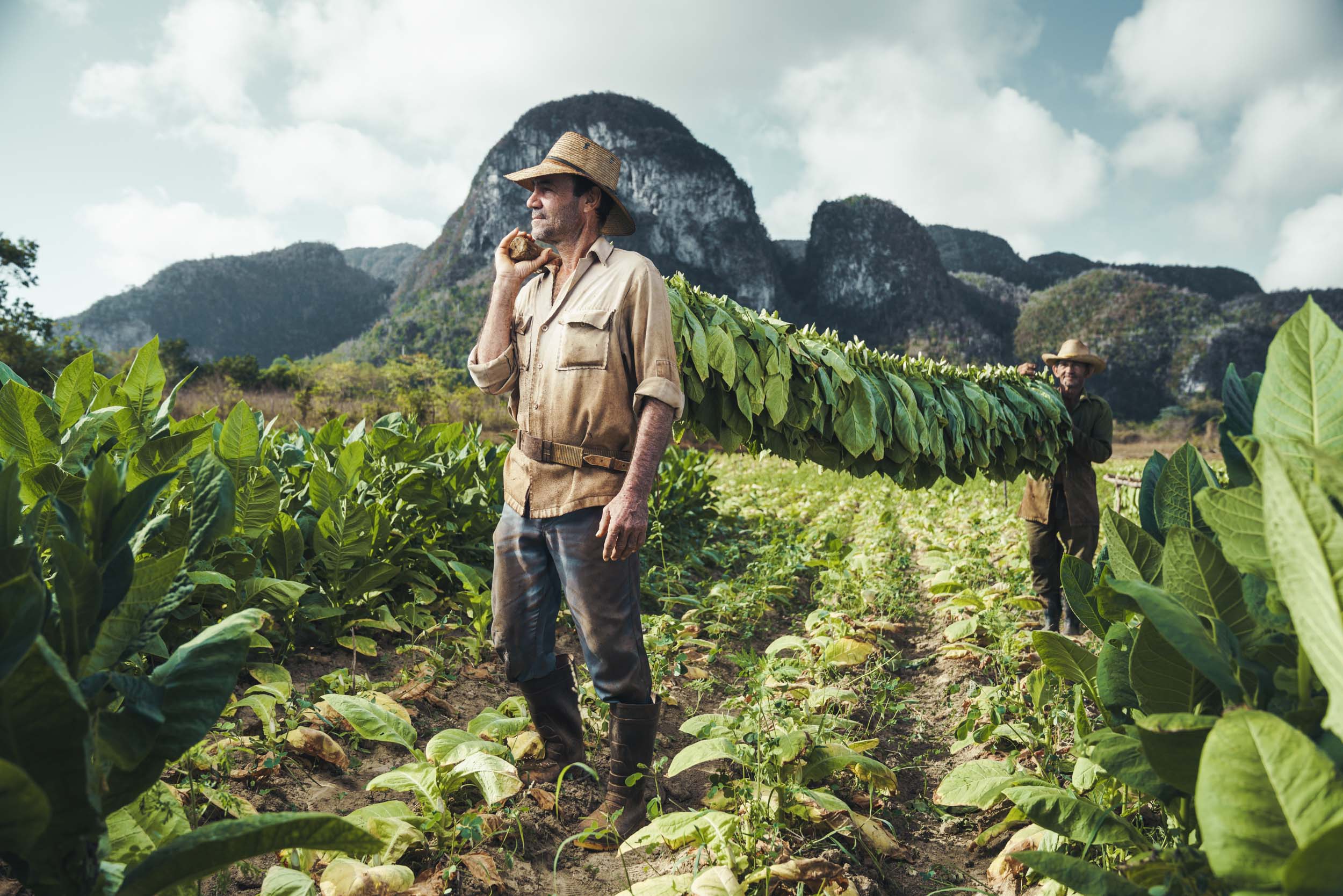 Two tobacco farmers hold a pole with freshly picked tobacco leaves on a farm in Vinales Cuba