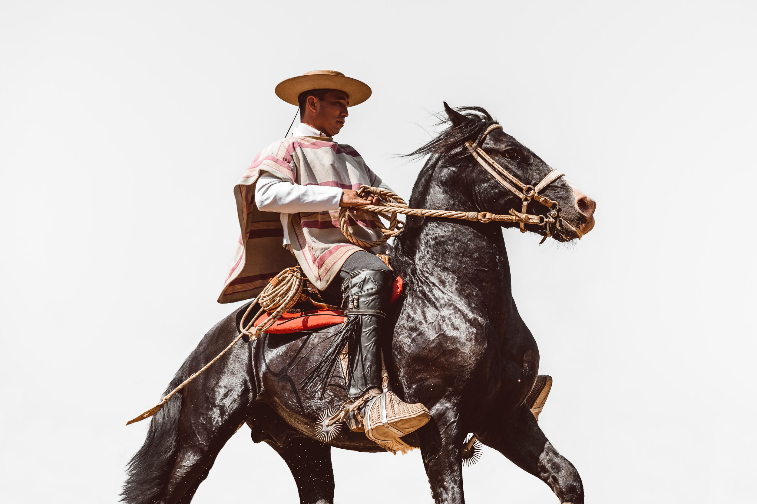 Chilean Huaso cowboy in his traditional attire riding his horse